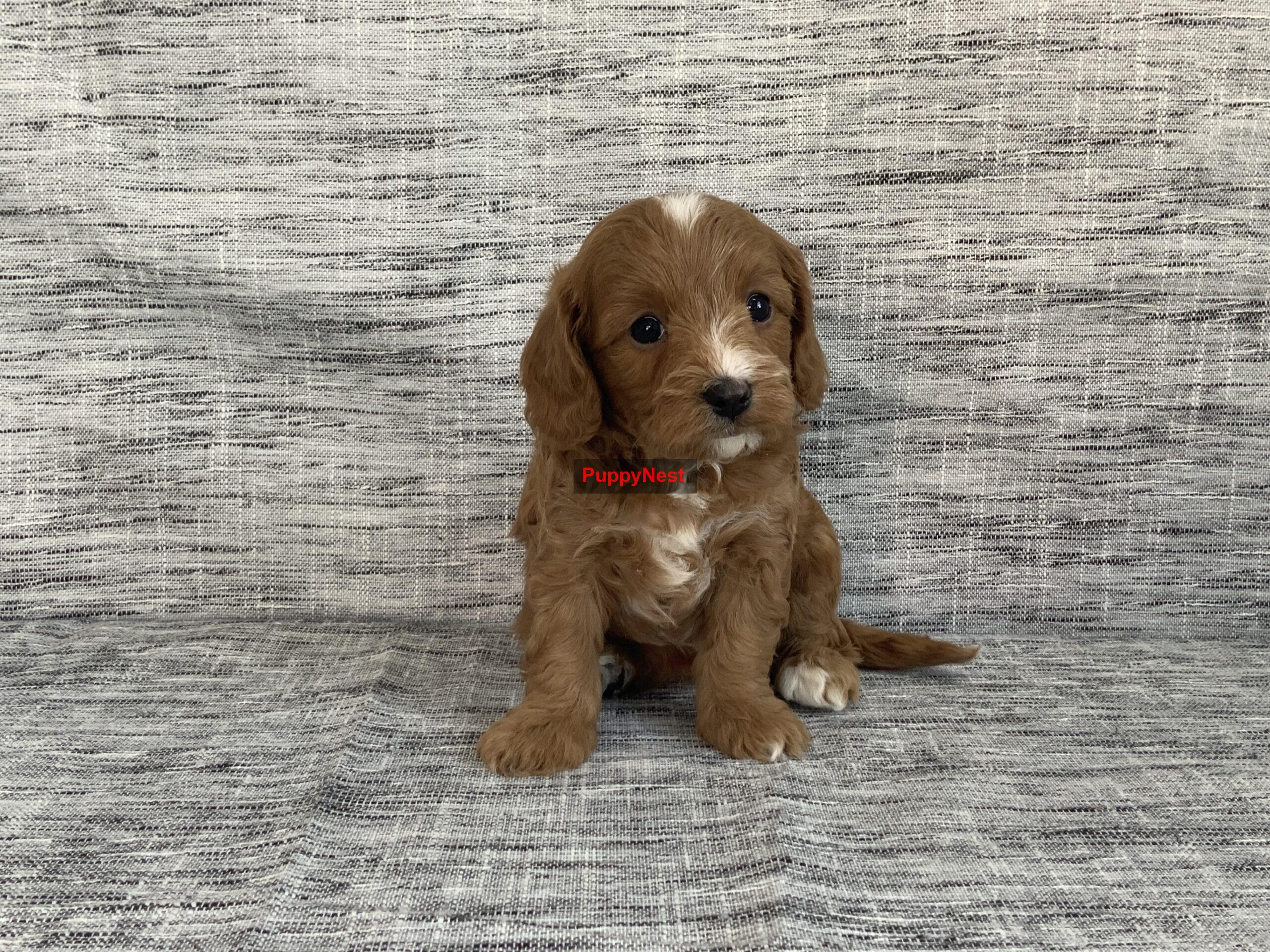 Puppy Thumbnail